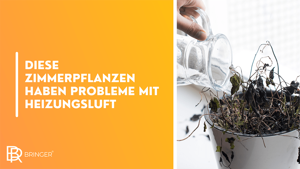 Diese Zimmerpflanzen haben Probleme mit Heizungsluft